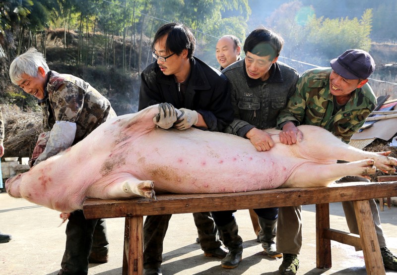 殺豬時小孩要避開,主婦則避在隱蔽處,隨著豬叫聲呼叫: