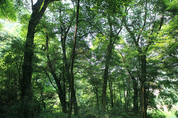 官台这里有片元代楠木林