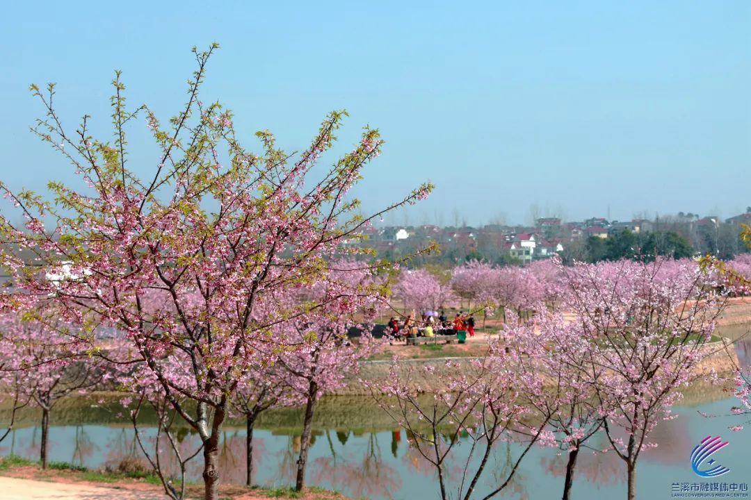 兰溪渐渐成为"花花世界 樱花,桃花 油菜花,紫荆花等 竞相开放 兰溪