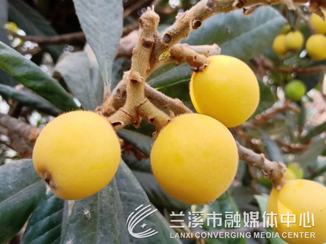 兰溪枇杷节即将开幕!坐等开吃!