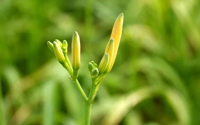 成熟的黄花菜蕾呈黄绿色 个子饱满 花瓣上纵沟明显