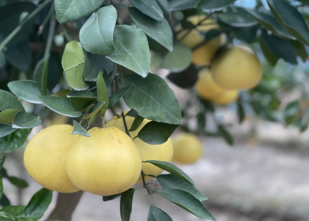 挡不住的甜蜜柚惑台湾小青柚在兰上市